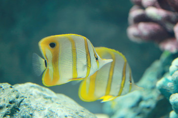 Copper Banded Butterfly fish.