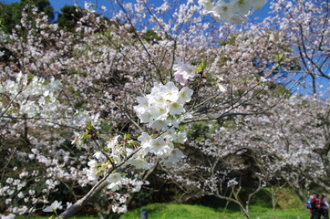 ソメイヨシノ、花見