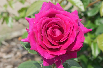 rose,beautiful flower