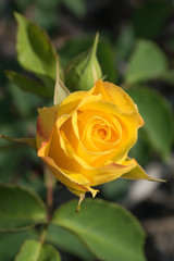 rose,beautiful flower