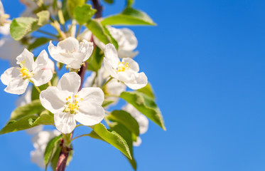 Blossom apple tree. White spring flowers closeup. Copy space.