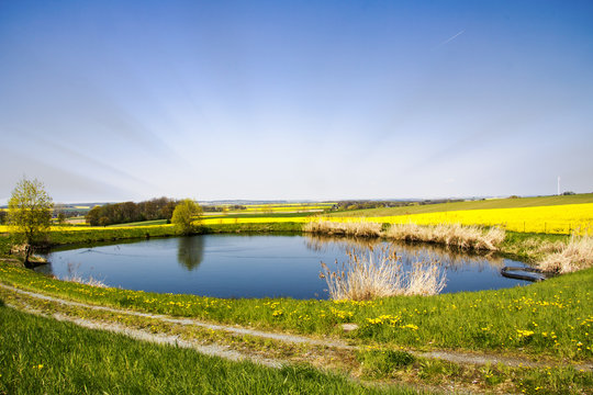 Spring landscape with pond and fields of rape