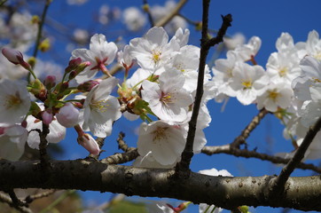 ソメイヨシノ、桜