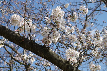 ソメイヨシノ、桜 © id-link