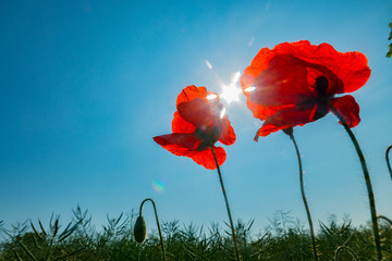 Obraz premium Mohn in der Sonne