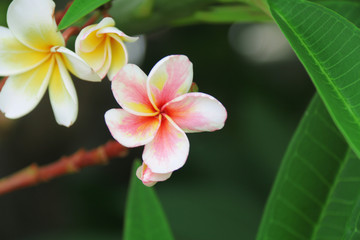 plumeria flower. flower