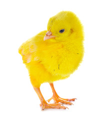 little chicken isolated on the white