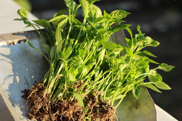 Seedlings and planting saplings