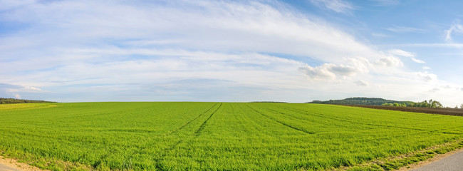Fototapeta na wymiar Farmland panorama - green wheat field