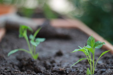 Seedlings and planting saplings