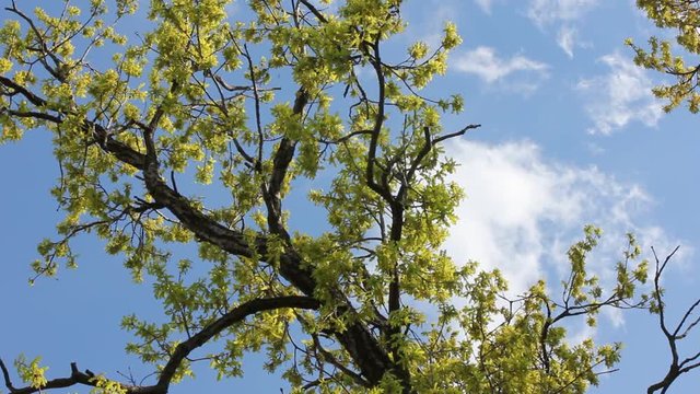 Green branches of the oak tree against the blue cloudy sky background