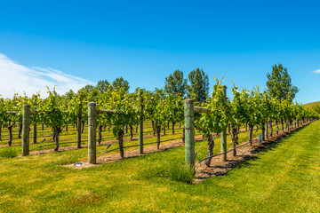 Fototapeta premium Vineyard in North Island - New Zealand