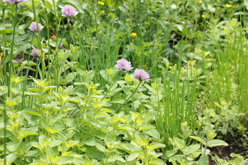 Schnittlauch Blüte Garten Kräuter frisch Draußen