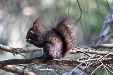 eichhörnchen red nuß werbetafel nagetier