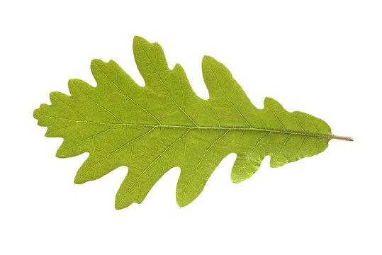 Hoja de roble en primavera