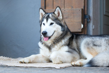 Beautiful husky dog seated on the doorstep with his tongue out.