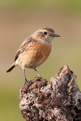 Beautiful wild bird perched on a branch