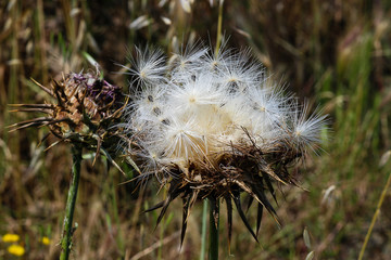 Artichaut Sauvage Photos Illustrations Vecteurs Et Videos