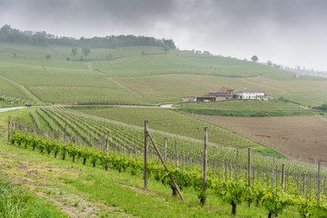 Raining atmosphere in vineyard , Italy