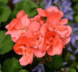 Blütenstand Geranie in rosa