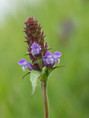 自生のウツボグサ