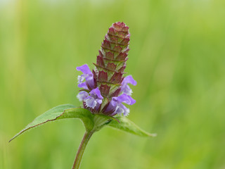 自生のウツボグサ