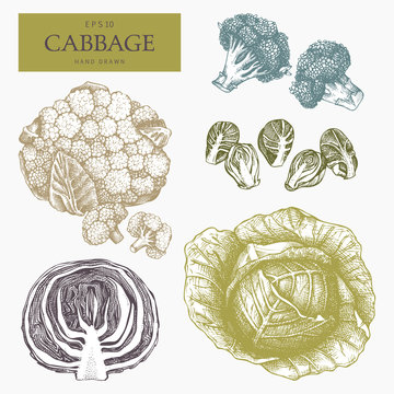 Hand drawn cabbage collection.Cabbage with leafs, cabbage head, half of cabbage. Organic food illustration. Vintage vegetables set. Healthy food sketch 