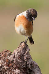 Beautiful wild bird perched on a branch in nature