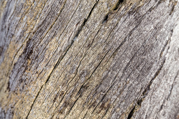 close up of dead tree trunk with cracks