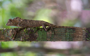 Changeable Lizard,Lizard,animals, nature,Reptiles.