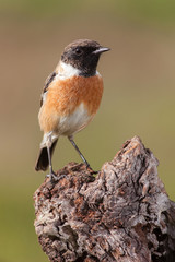 Beautiful wild bird perched on a branch in nature