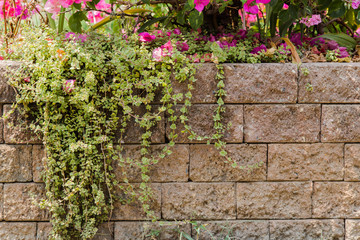 Decorated Bougainvillea flower on stone wall
