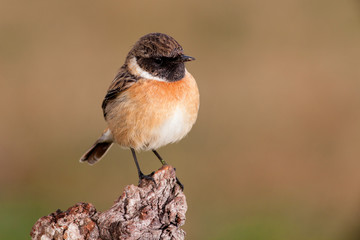 Beautiful wild bird perched on a branch in nature