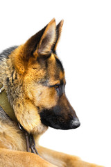 dog breed German Shepherd