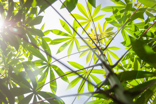 .Cassava, Mandioa, Manioc, Tapioca trees.