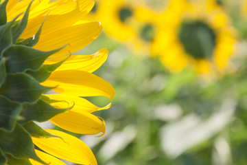 Obraz premium Sunflower field