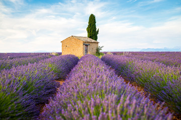 Provence, Lavender field with flowers in Valensole Plateau