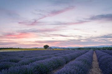 Naklejka na ściany i meble Provence, Lavender field with flowers in Valensole Plateau