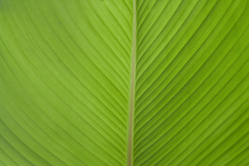 Texture of a green leaf as background