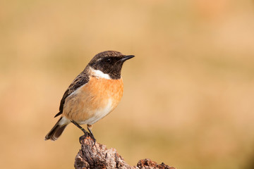 Beautiful wild bird perched on a branch in nature