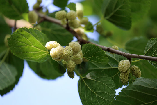 Mulberry Branch