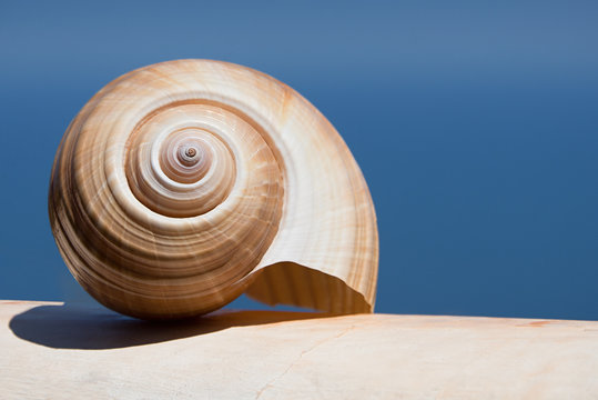 Large Sea Shell Swirl on a white wall in the background of the sea