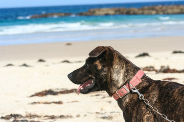 Dog with lead and collar on white sandy dog friendly beach looking at ocean