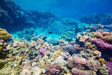 Fototapeta na wymiar reef