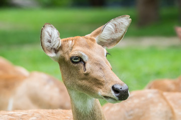 Close up deer