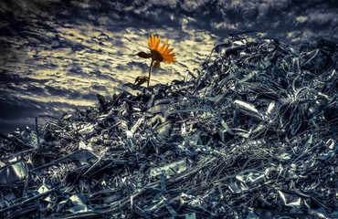 Sunflower blooming on a heap of metal in an apocalyptic landscape