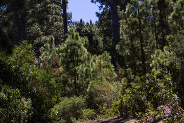 Forest of Pinus canariensis. Pine tree in Tenerife, road Pinolere to Teide
