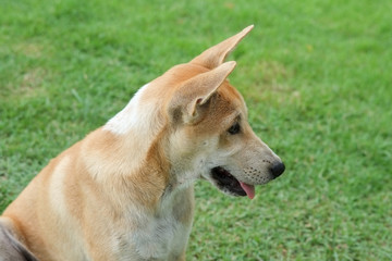 Thai dog on green grass in the garden