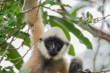 Close up cute little baby White-cheeked gibbon