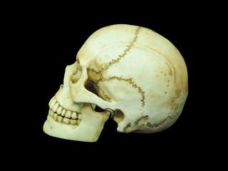Side view of human skull on isolated black background
